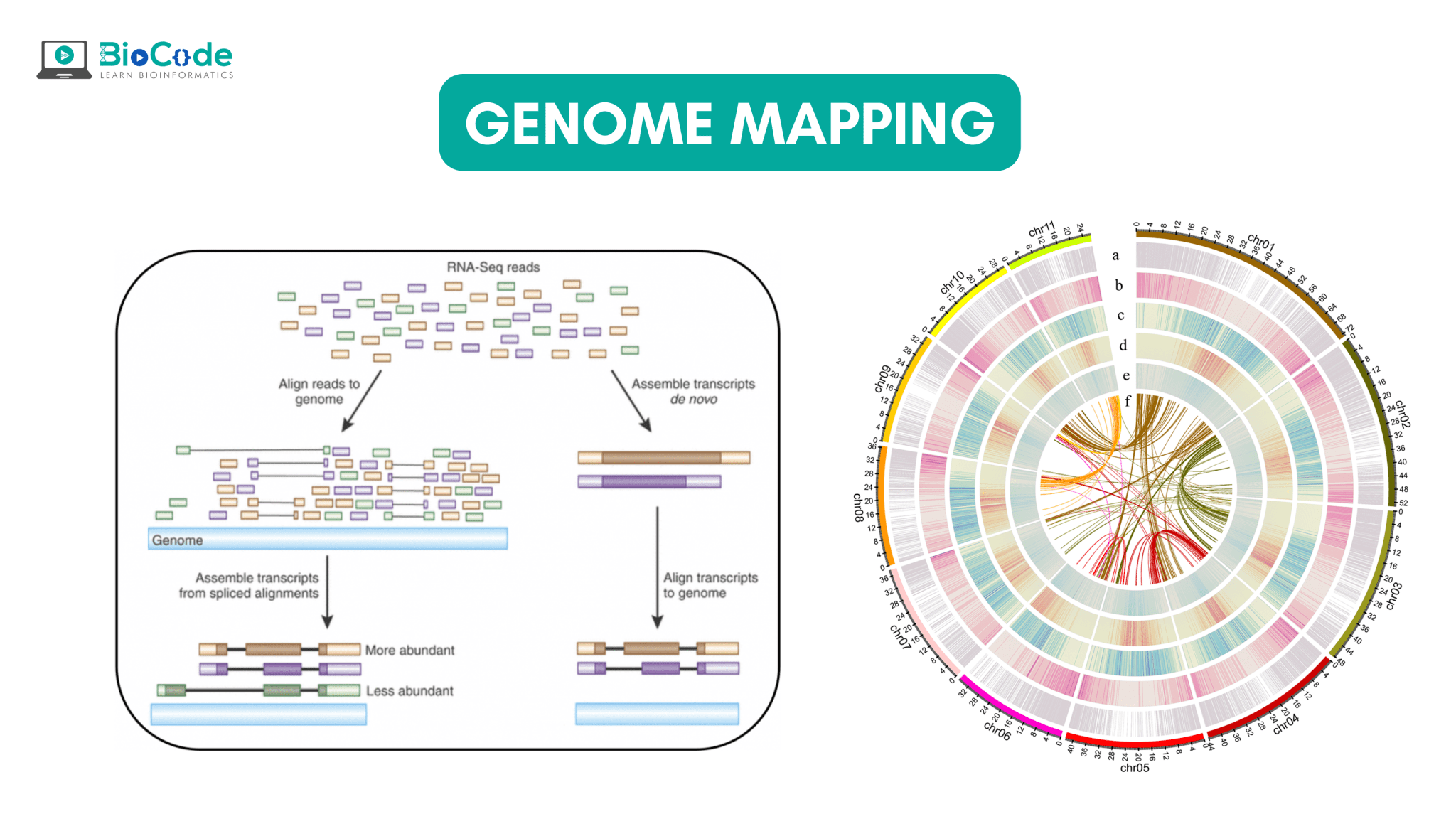 Genome Mapping Biocode