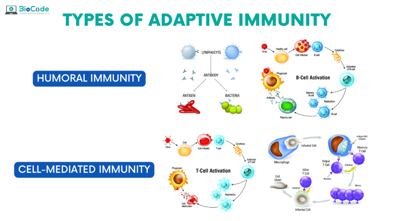 Types of Adaptive Immunity | BioCode