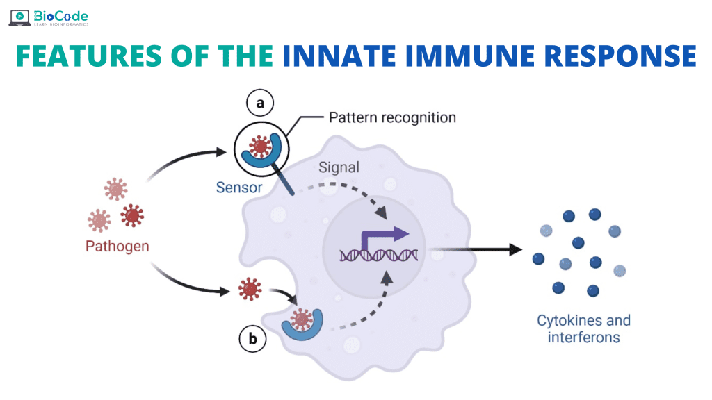 Innate Immunity | BioCode